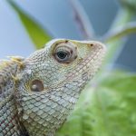 Why Is the Most American Fruit So Hard to Buy?