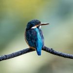 Before an Animal Disease Becomes a Human Epidemic