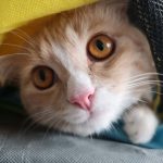 Recovery and Cleanup in Florida After Hurricane Ian