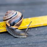 The Supreme Court Has a Perfectly Good Option in Most Divisive